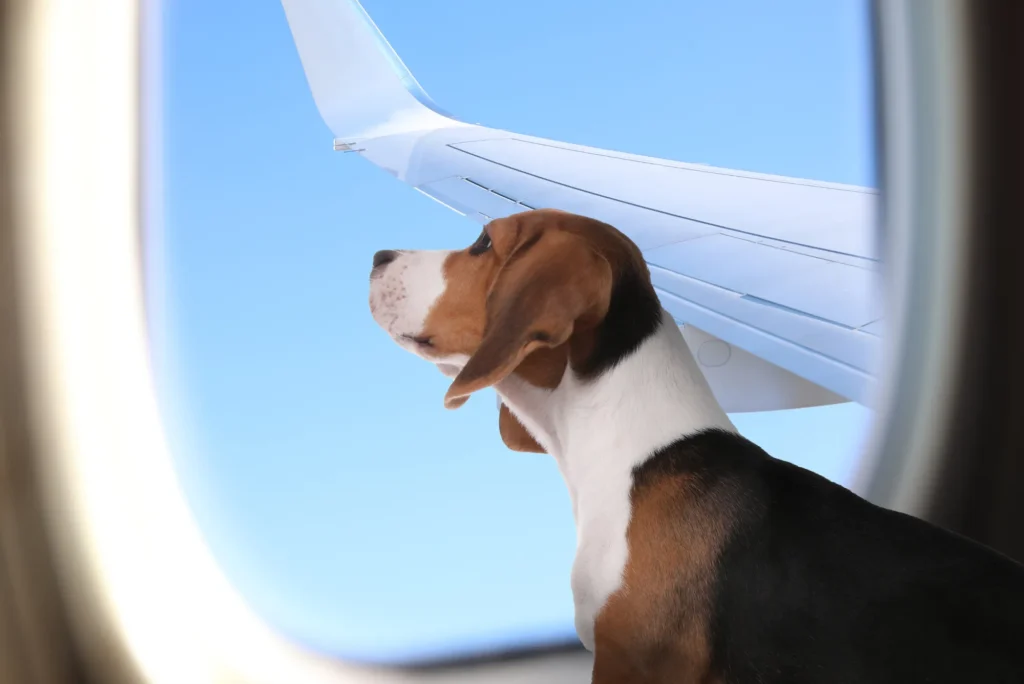 Airlines That Allow Pets in Cabin UAE