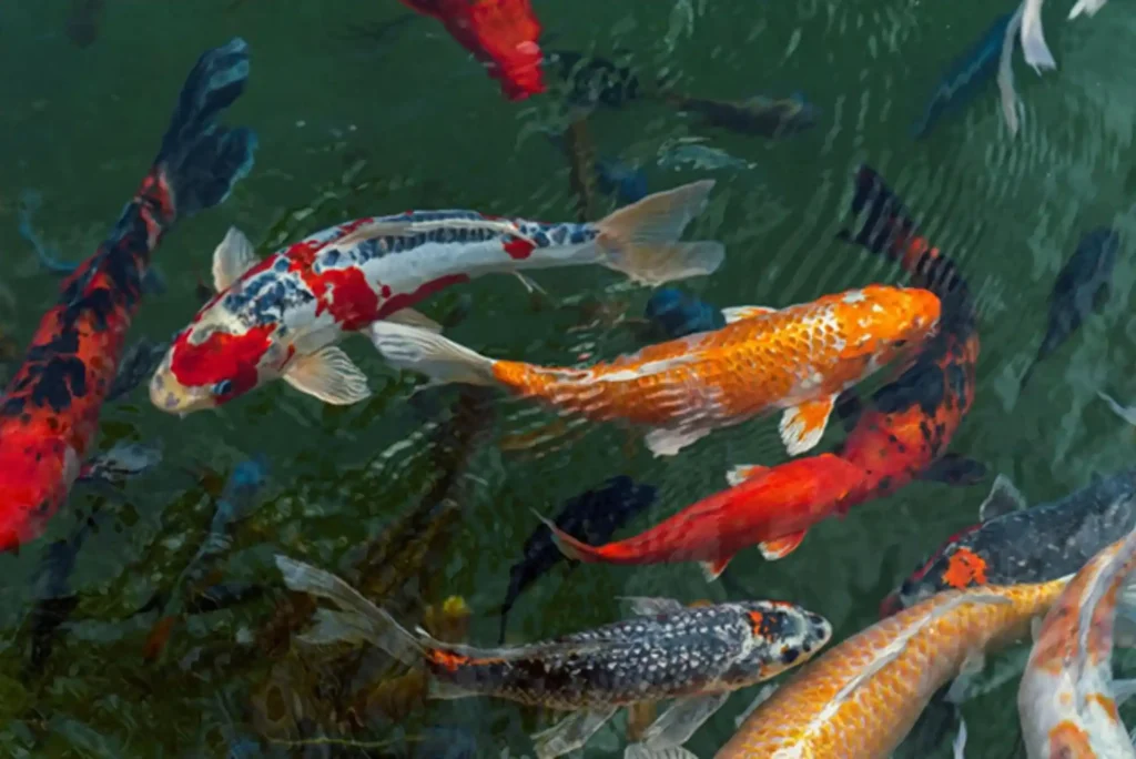 Best Strategies for Koi Fish Breeding: Expert Guide for Healthy Offspring