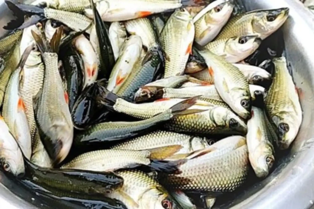 Complete Guide to Rohu Fish Dubai's Seafood Offerings
